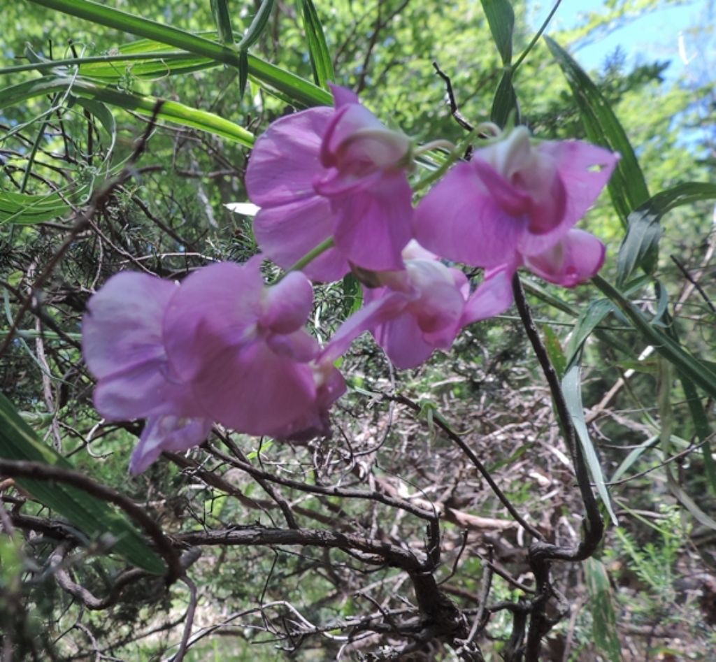 Lathyrus latifolius / Cicerchia a foglie larghe